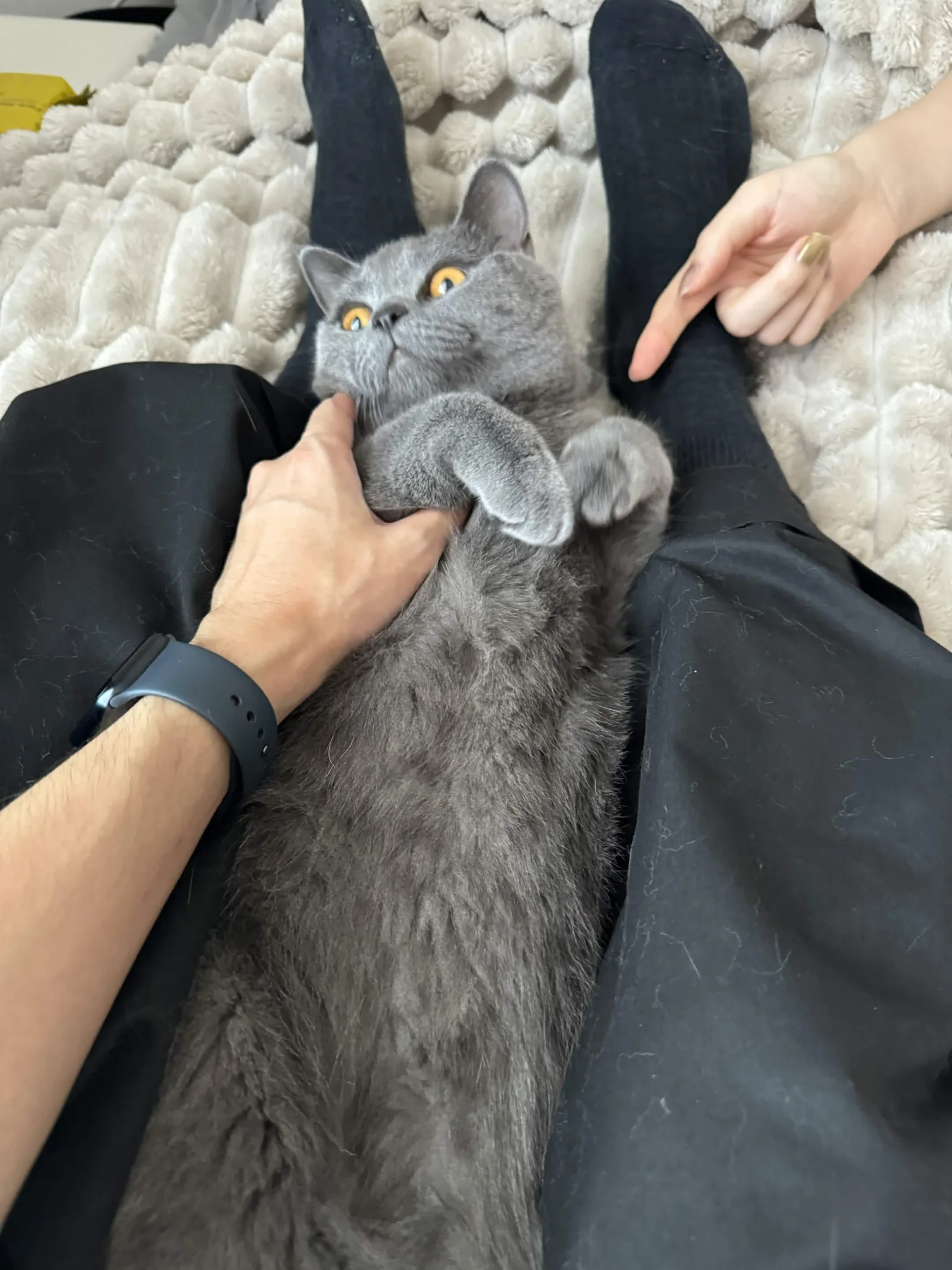 飼い主の脚の間で仰向けにお腹を見せるあおちゃん