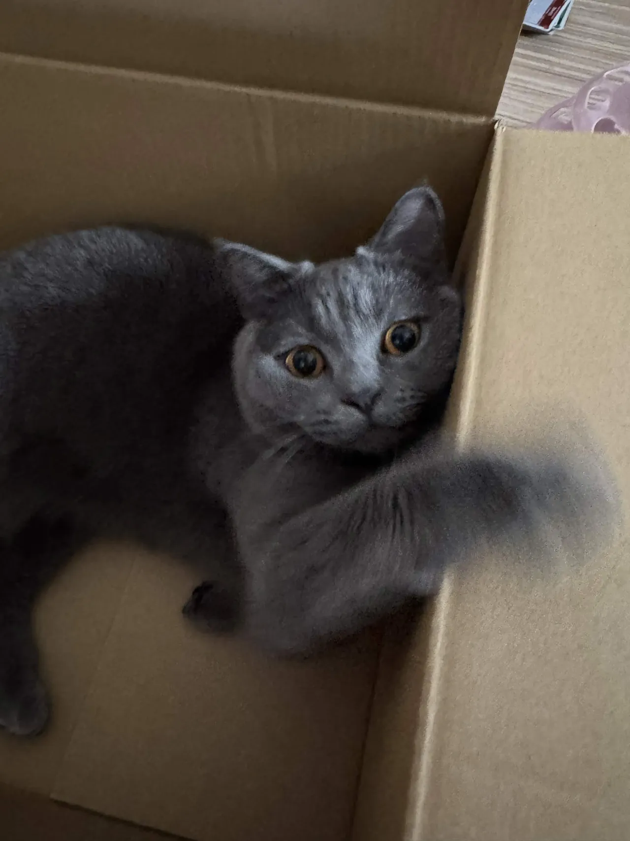 段ボール箱に入って片手を伸ばすあおちゃん