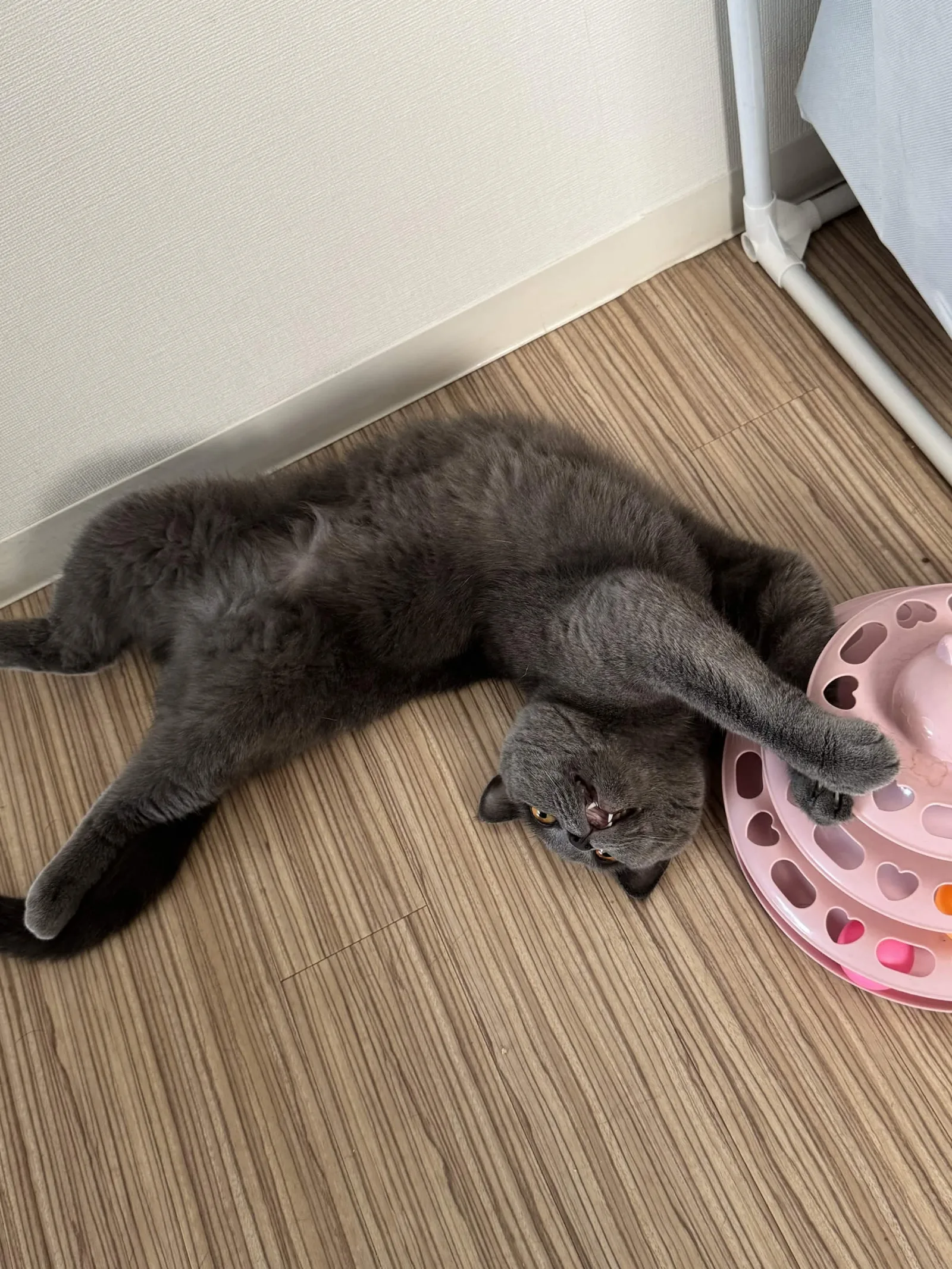 床でだら〜んとタワーに手をかけるあおちゃん