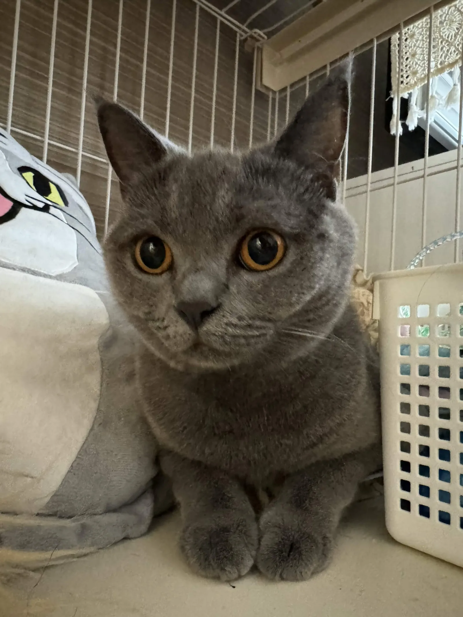 ケージ内で正面を向き手を揃えるあおちゃん