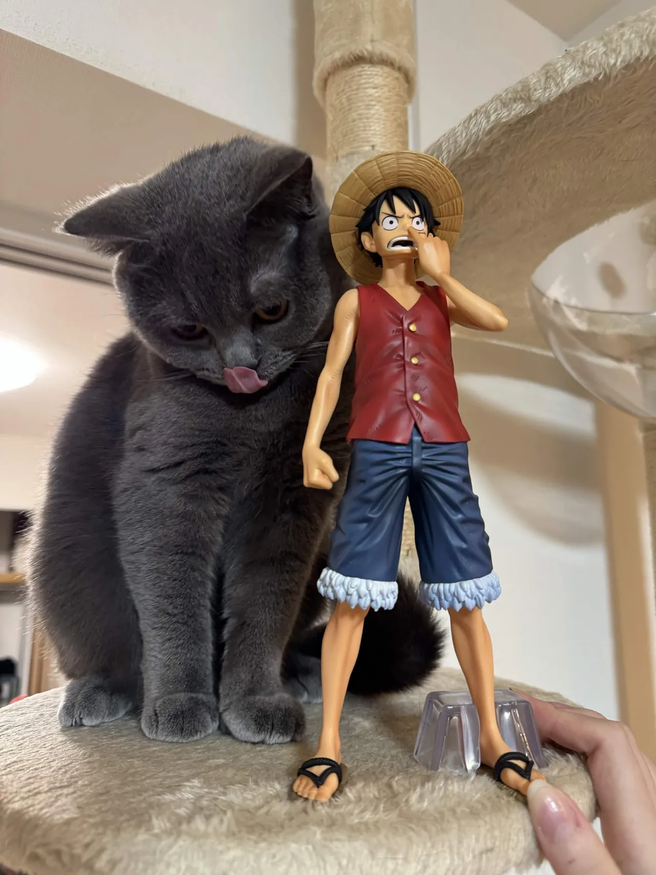 フィギュアの横で舌を出すあおちゃん