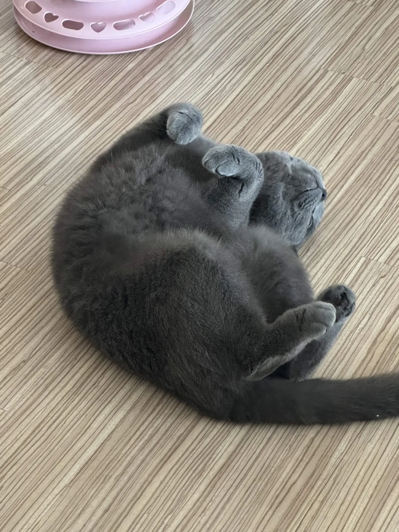 まんまる丸まって眠るあおちゃん