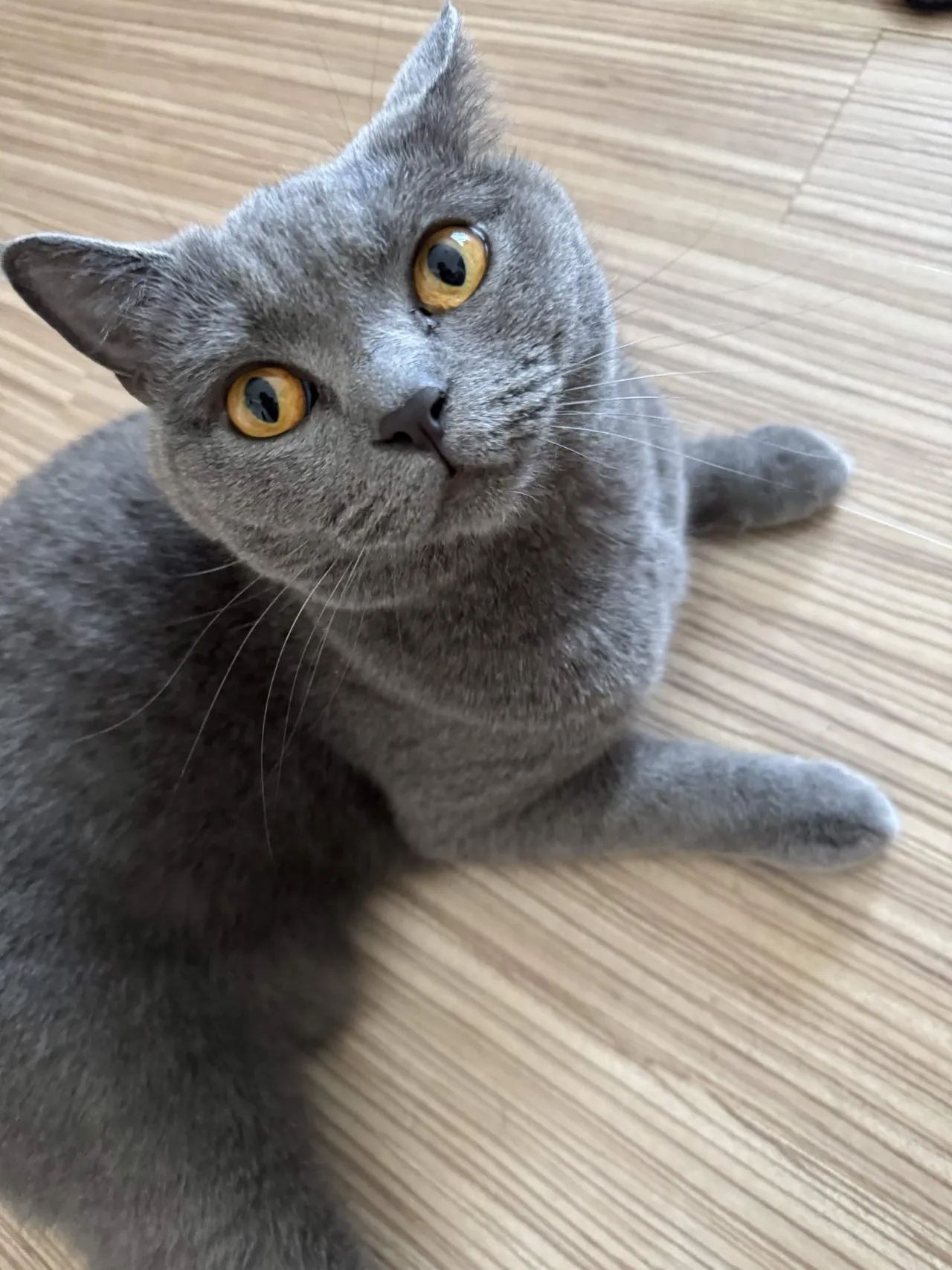 床で寝転がり手を伸ばすあおちゃん